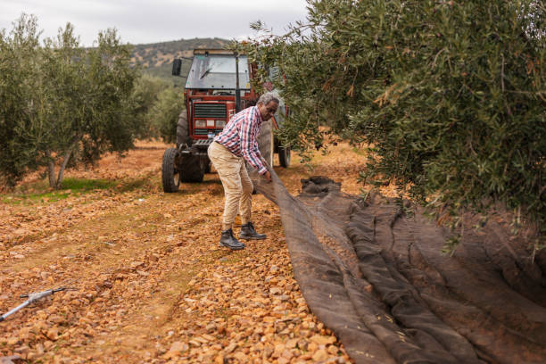 Senior farmer preparing nets for harvesting olives in an olive grove, with a tractor in the background, on a cloudy day