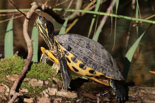 istock Yellow-bellied slider turtle basking on a log 2183219943