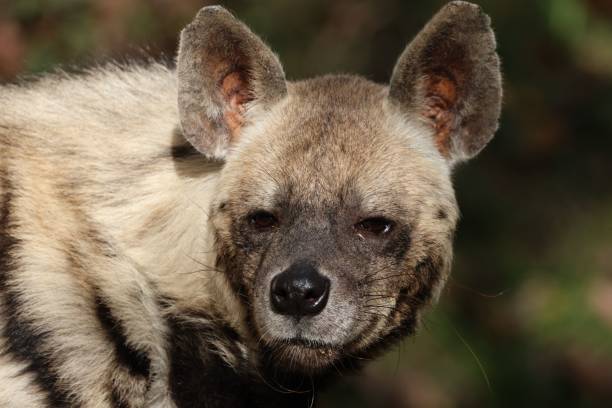 istock Striped Hyena Close-Up in Natural Habitat 2183219970