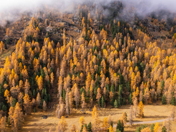 Aerial view of a dense forest showcasing vibrant autumn colors, with trees in shades of orange, yellow, and green. Misty clouds drift low over the landscape, enhancing the serene atmosphere.