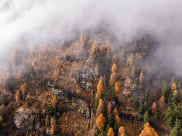 Aerial view of a mist-covered autumn forest with vibrant golden and orange trees. Clouds drift through the valley, backed by rugged mountains and snow-capped peaks, creating a magical scene.