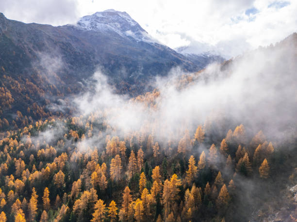Aerial view of a mist-covered autumn forest with vibrant golden and orange trees. Clouds drift through the valley, backed by rugged mountains and snow-capped peaks, creating a magical scene.