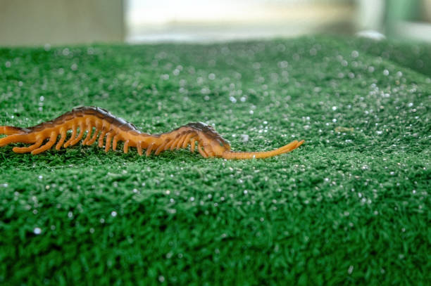 A realistic toy centipede on green artificial grass, perfect for educational purposes, insect themed decorations, or as a prop in photography
