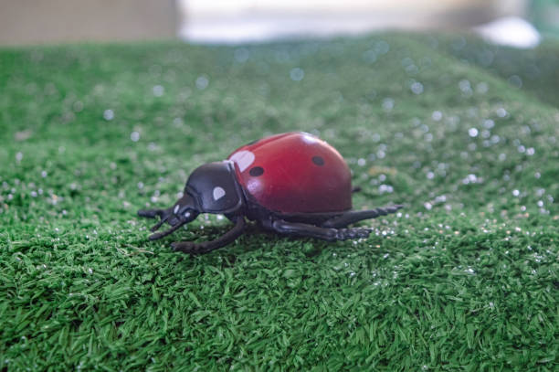 istock A close up of a toy insect resembling a ladybug on artificial grass. Ideal for educational materials, children s toys, or nature themed decorations 2183220410