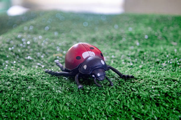 istock A close up of a toy insect resembling a ladybug on artificial grass. Ideal for educational materials, children s toys, or nature themed decorations 2183220706