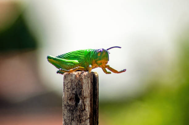 A vibrant green toy grasshopper perched on a wooden stick, captured in sharp focus against a blurred natural background. Ideal for nature-themed projects or educational materials