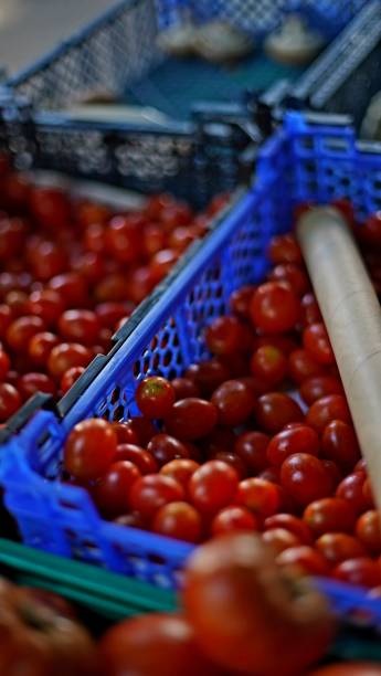 istock red cherry tomatoes lie in a plastic box and plastic shopping bags are next to them 2183222451