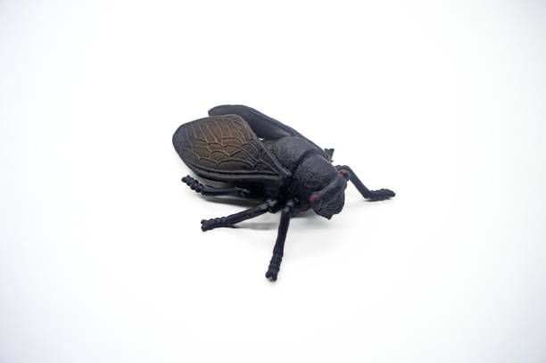 istock A detailed, isolated black cicada model on a white background, showcasing intricate wing patterns and body texture 2183223034