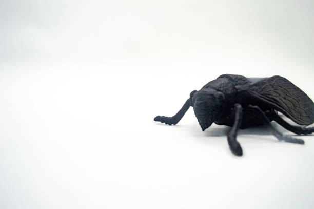 istock A detailed, isolated black cicada model on a white background, showcasing intricate wing patterns and body texture 2183223035