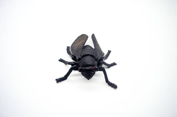 istock A detailed, isolated black cicada model on a white background, showcasing intricate wing patterns and body texture 2183223039