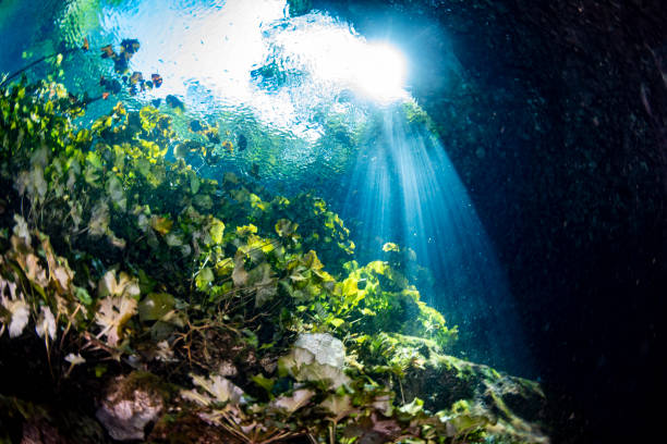 Diving in Mexican Cenote underwater cave Tulum