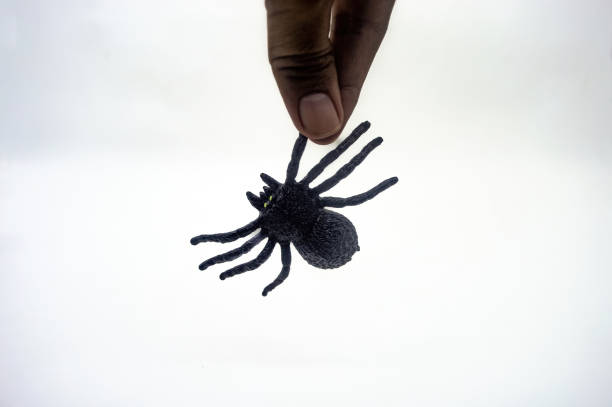 Hand holding a realistic black spider toy isolated on white background. Perfect for Halloween decorations, pranks, or educational purposes