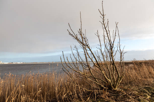 istock Winter scene in Friesland 2183224074