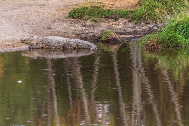 istock Crocodile in the Serengeti 2183224079