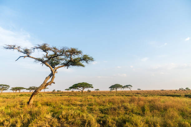 istock A tranquil serengeti landscape 2183224086