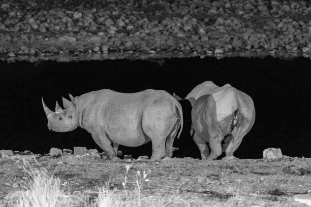 istock Two black Rhinos at night 2183224114