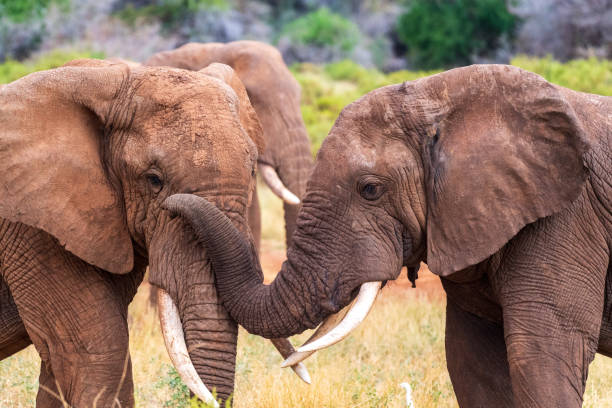 istock African elephant in Samburu National Reserve 2183224120