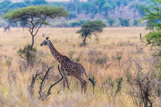 istock Masai Giraffe in the Serengeti 2183224126