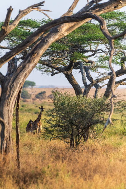 istock Masai Giraffe in the Serengeti 2183224142