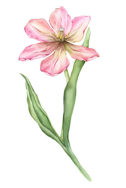 istock Pastel pink light yellow open bud Tulip watercolor illustration isolated on white background. Hand drawn delicate garden spring perennial bulbous flower for spring summer wedding design or card. 2183226516