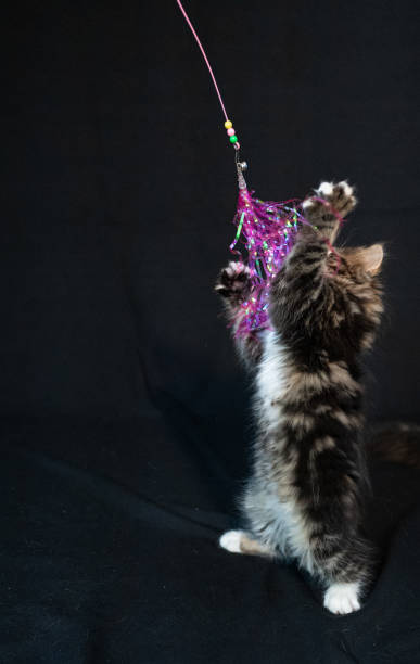 istock Sibirian cat photographed in front of black background 2183227865