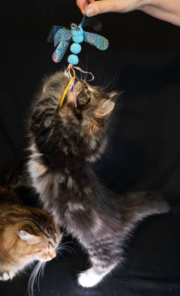 istock Sibirian cat photographed in front of black background 2183227887
