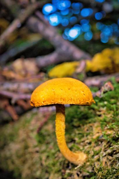 A close-up of a yellow mushroom growing on a mossy surface in a forest setting. Pholiota tuberculosa
