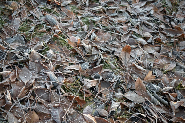 frosty autumn tree leaves on the ground