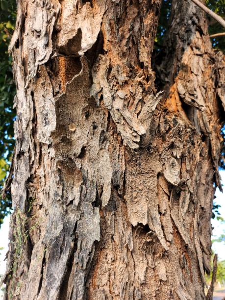 istock Close up of brown bark tree 2183230654