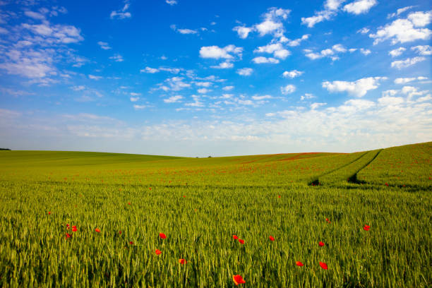 A serene green agricultural field dotted with vibrant red poppies extends under a clear blue sky. The peaceful rural landscape invites a feeling of tranquility with its natural hues and gentle roll of farmland terrain.