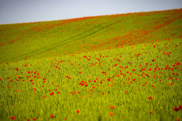 A serene view showcasing a lush green field dotted with bright red poppies under a clear sky, reflecting vibrant agricultural scenery.