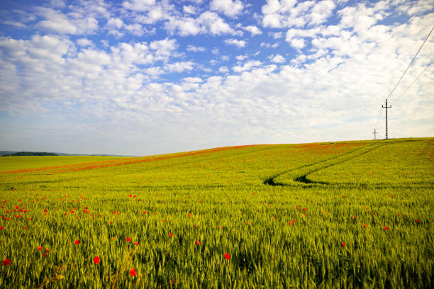 A lush green field under a clear sky, dotted with bright red poppies. The early growth of agricultural crops adds varying shades of green to the landscape.