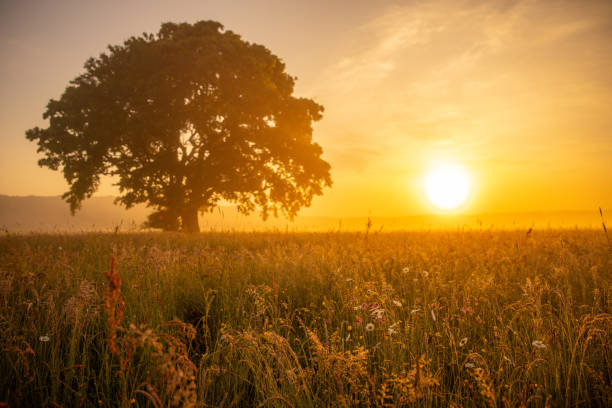 istock Solitary Tree Against Sunset on Farmland 2183230814