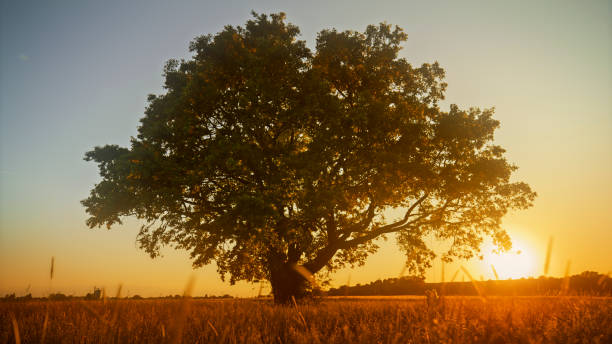 istock Silhouetted Person Swinging on Tree at Sunset 2183231053