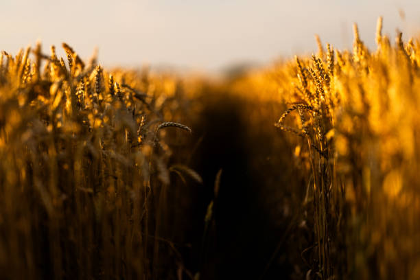 A serene agricultural scene with golden wheat stalks bathed in the warm light of sunset, highlighting the natural beauty of the crop.