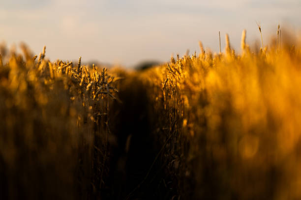 Ripe barley field in ukrainian agricultural land. Rural scene in summer Ukraine, Europe