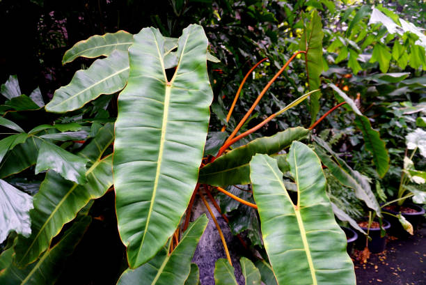 istock Close up shot of plant name Philodendron billietiae 2183232425
