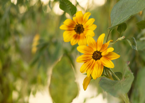 Yellow Coneflower with purple center photographed in the wild.