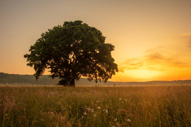 istock Serene Sunset over Lush Agricultural Field 2183232513
