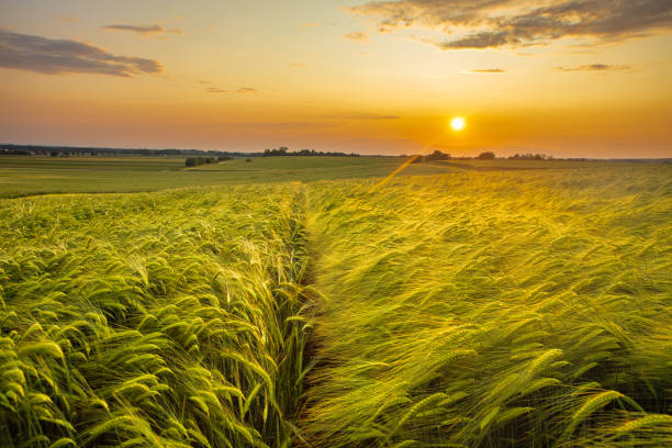 istock Sunset Over Flourishing Wheat Field 2183232520