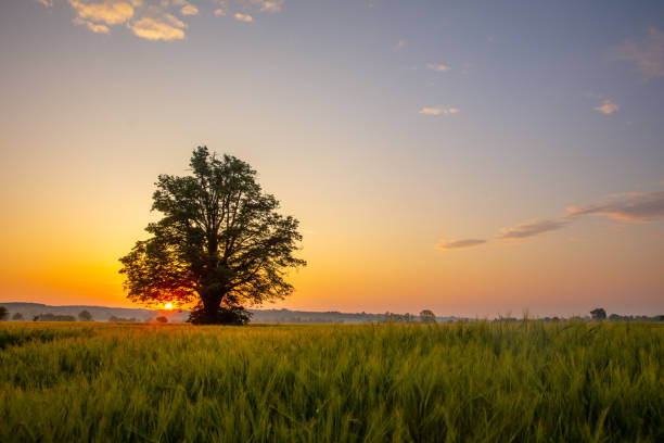 istock Sunset Over Lush Agricultural Farmland 2183232535