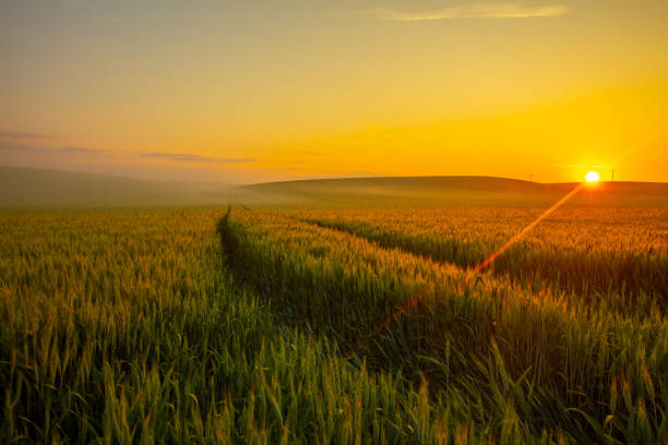 istock Sunrise Over Lush Green Agricultural Fields 2183232536