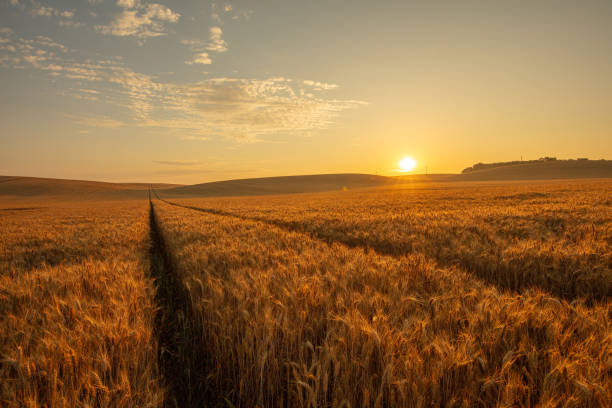 istock Sunrise Over Golden Wheat Field 2183232563