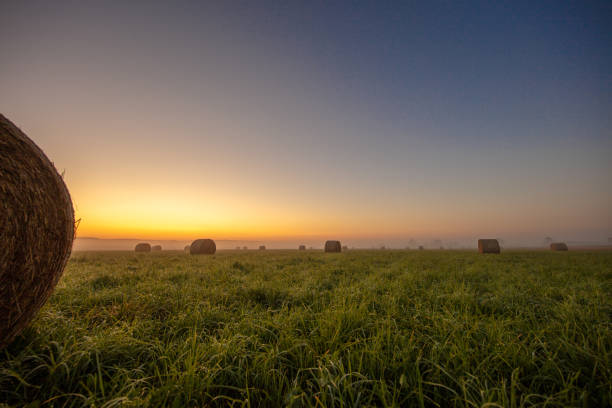 Early morning sunlight bathes a green agricultural field with round hay bales, highlighting the serene farming countryside.