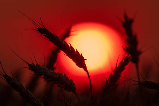 Silhouetted wheat stalks stand out against a radiant sunset, highlighting the natural beauty of an agricultural landscape during twilight.
