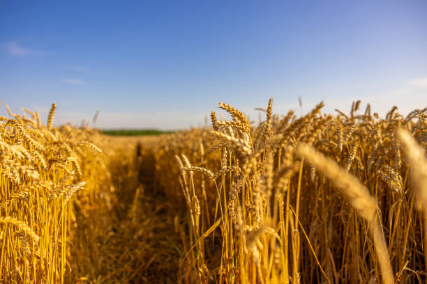 istock Golden Wheat Field Under Clear Sky 2183232583