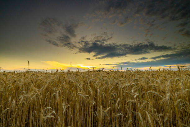 A vast field of ripe wheat stands ready for harvest, with the setting sun casting dramatic light against a cloud-streaked sky.