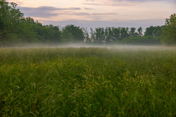 An agricultural field flourishes under a misty sunrise, with tall grasses swaying gently and wooded borders hinting at surrounding diversity of landscape.