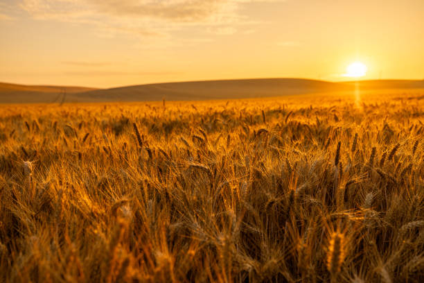 A serene golden wheat field basks in the warm glow of the setting sun, highlighting the textures and natural beauty of the rural landscape.