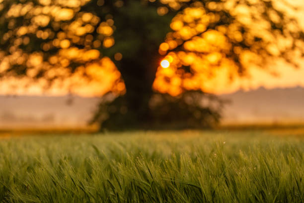 A serene farm landscape with a focus on a vibrant green crop field. A solitary tree stands under the golden hues of a setting sun.